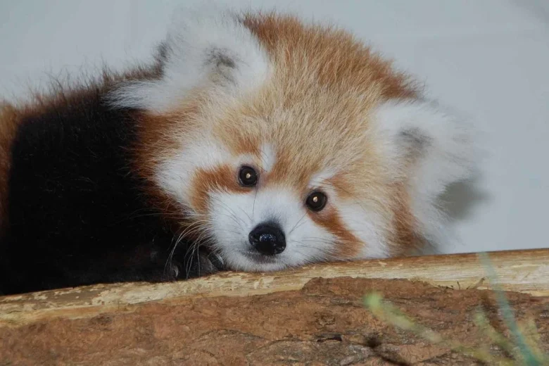 National Zoo asks public to name Front Royal red panda cub