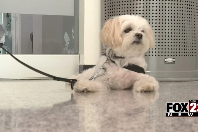 Pete’s Pet Posse helps OSU students manage stress in Tulsa